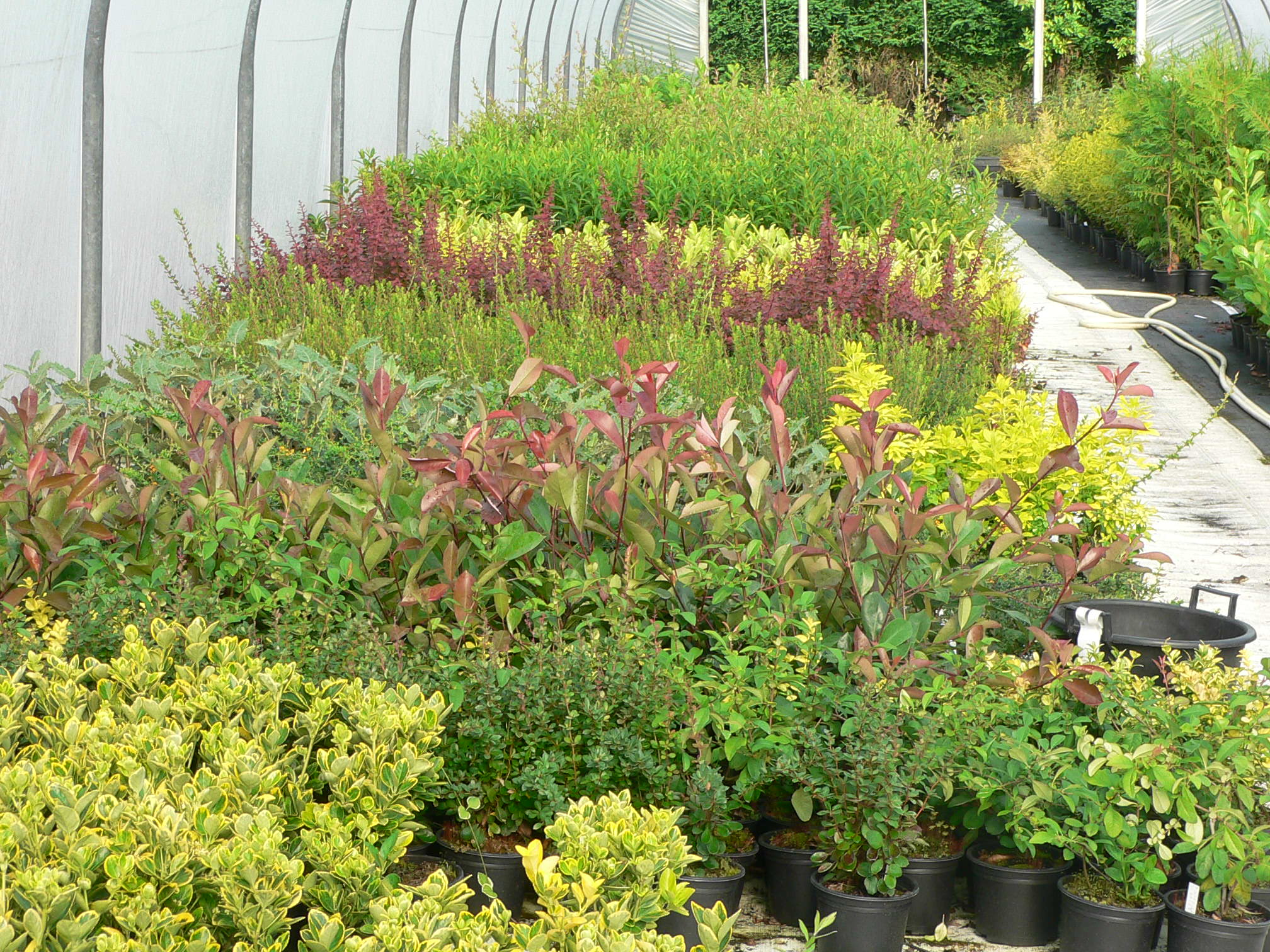 Tean Nurseries hero image placeholder