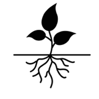 Established plant placeholder image